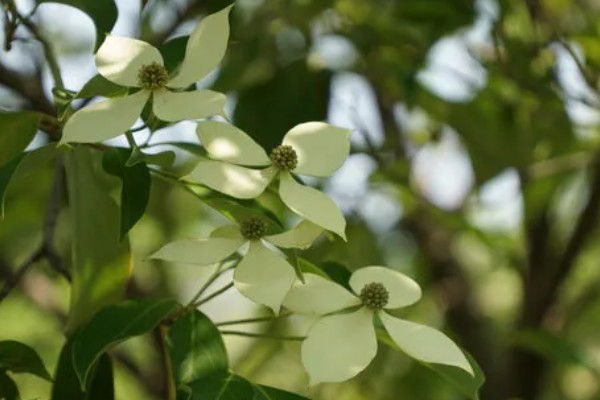 日本四照花有什么寓意，代表永恒、思念、回礼、纯洁