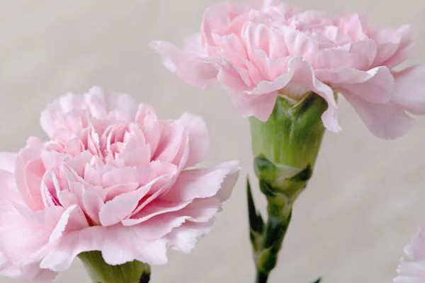 粉色康乃馨有什么花语,具有永远年轻、热烈的爱等含义