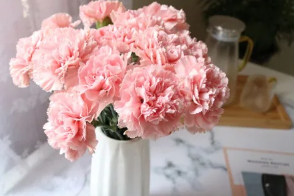 粉色康乃馨有什么花语,具有永远年轻、热烈的爱等含义