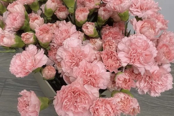 粉色康乃馨有什么花语,具有永远年轻、热烈的爱等含义