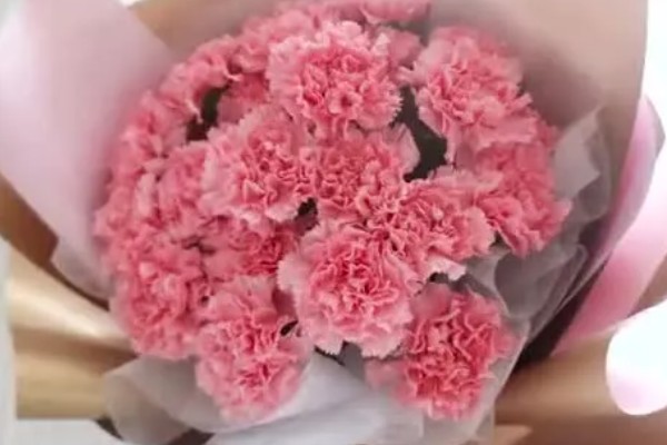 粉色康乃馨有什么花语,具有永远年轻、热烈的爱等含义