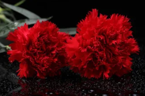 粉色康乃馨有什么花语,具有永远年轻、热烈的爱等含义