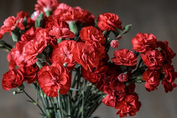 粉色康乃馨有什么花语,具有永远年轻、热烈的爱等含义