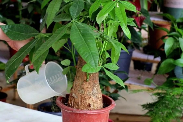 发财树黄叶如何救治,应适当遮蔽强光