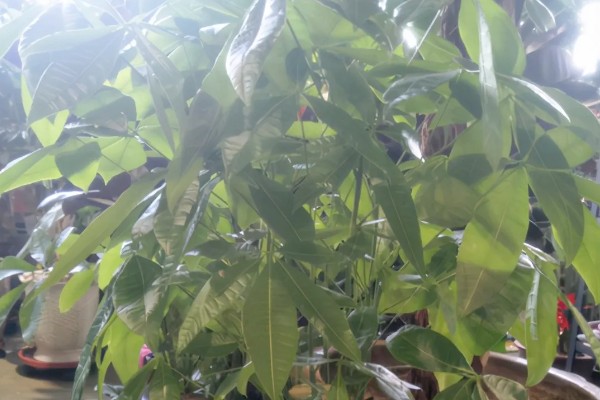 发财树黄叶如何救治,应适当遮蔽强光