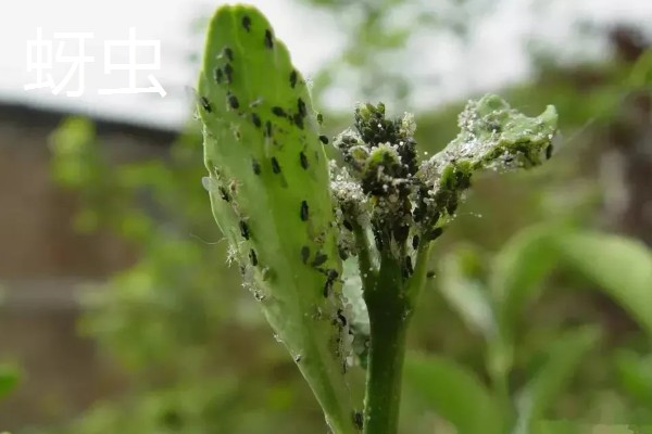 杜鹃花的生长习性，冬季应注意保暖防寒