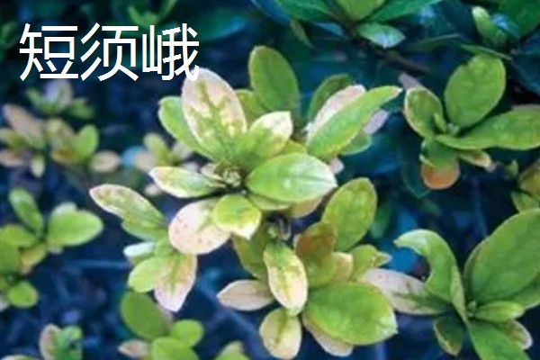 杜鹃花的生长习性，冬季应注意保暖防寒