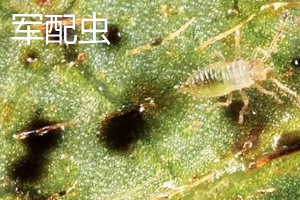 杜鹃花的生长习性，冬季应注意保暖防寒