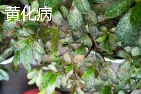 杜鹃花的生长习性，冬季应注意保暖防寒