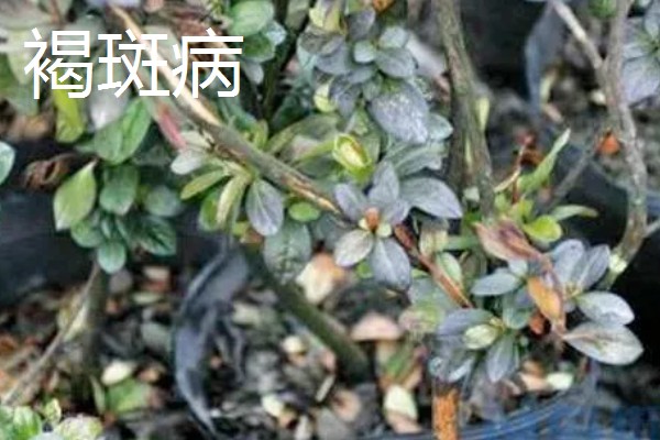 杜鹃花的生长习性，冬季应注意保暖防寒