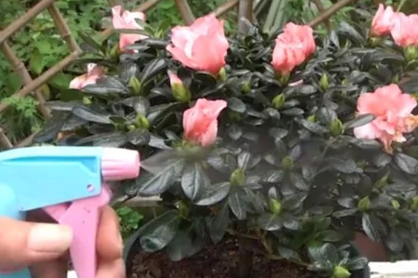 杜鹃花的生长习性，冬季应注意保暖防寒