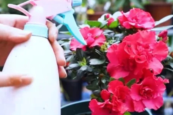 杜鹃花的生长习性，冬季应注意保暖防寒