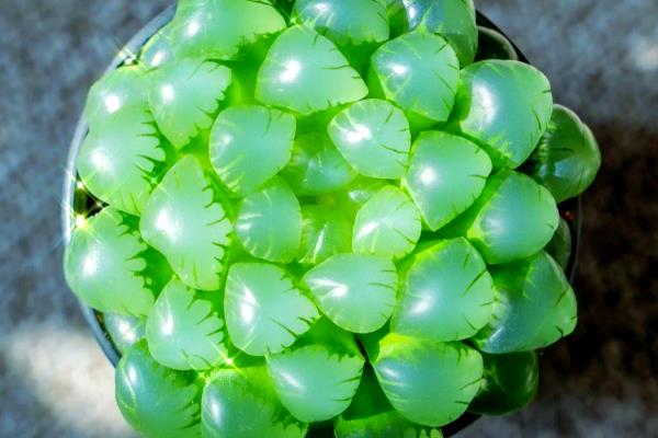 姬玉露开花了怎么处理，需要及时剪掉花朵