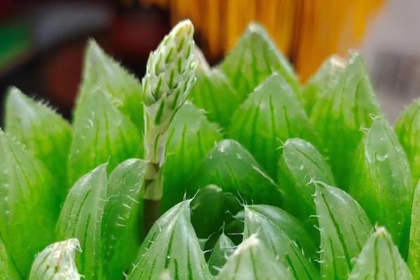 姬玉露开花了怎么处理，需要及时剪掉花朵