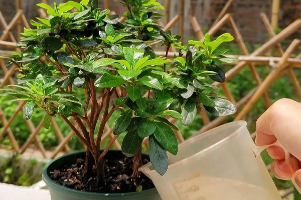 杜鹃花的生长习性，冬季应注意保暖防寒