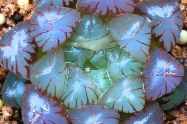 姬玉露开花了怎么处理，需要及时剪掉花朵