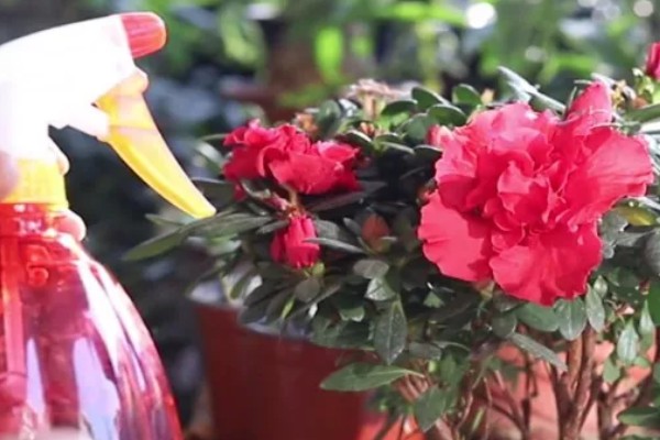 杜鹃花的生长习性，冬季应注意保暖防寒