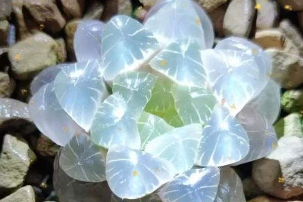 姬玉露开花了怎么处理，需要及时剪掉花朵