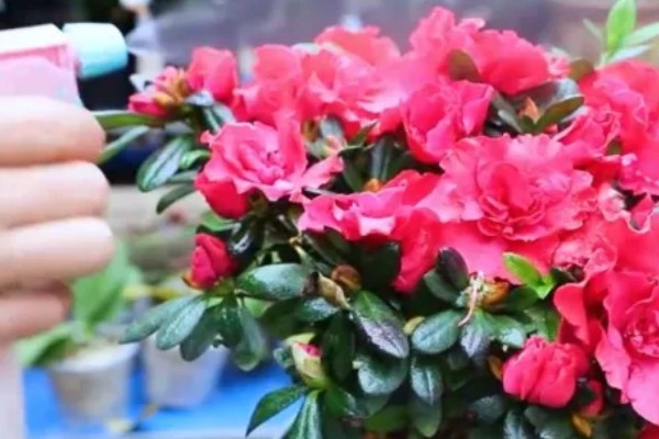 杜鹃花的生长习性，冬季应注意保暖防寒