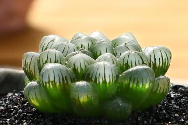 姬玉露开花了怎么处理，需要及时剪掉花朵