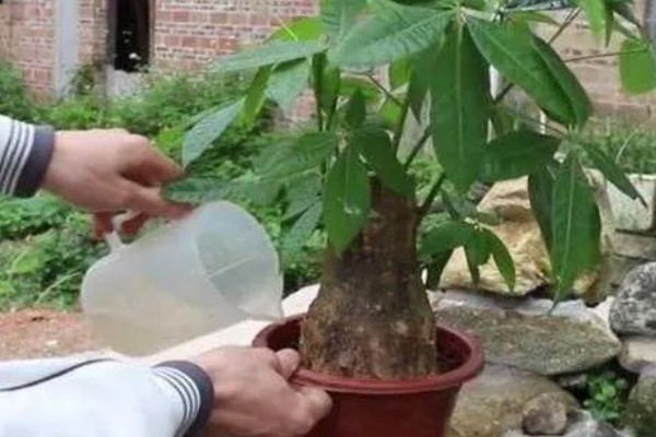 发财树黄叶如何救治,应适当遮蔽强光