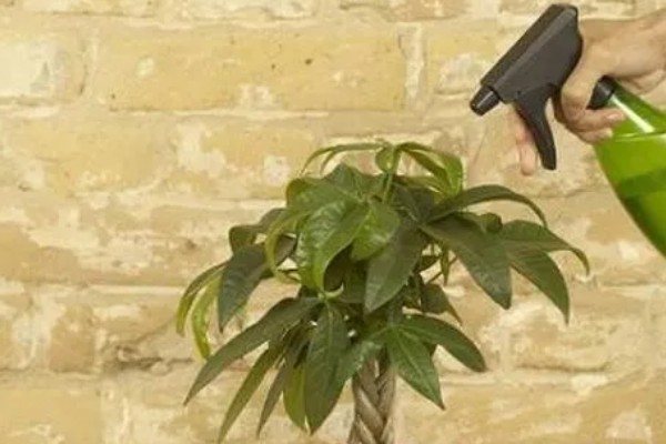 发财树黄叶如何救治,应适当遮蔽强光