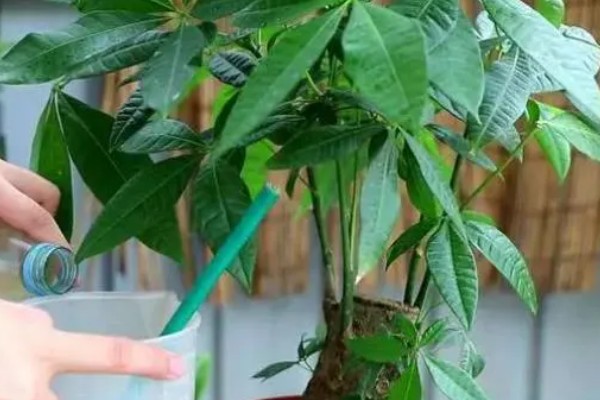 发财树黄叶如何救治,应适当遮蔽强光