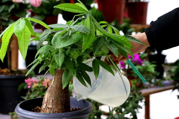 发财树黄叶如何救治,应适当遮蔽强光