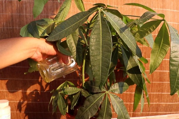 发财树黄叶如何救治,应适当遮蔽强光