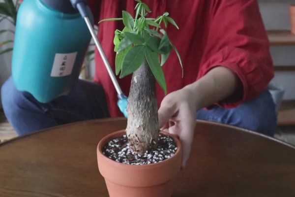 发财树黄叶如何救治,应适当遮蔽强光