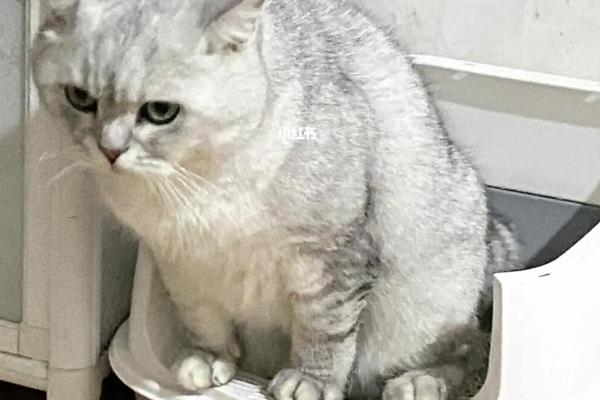 猫咪尿道炎如何治疗，使用头孢羟氨苄片可以消除炎症