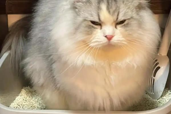 猫咪尿道炎如何治疗，使用头孢羟氨苄片可以消除炎症