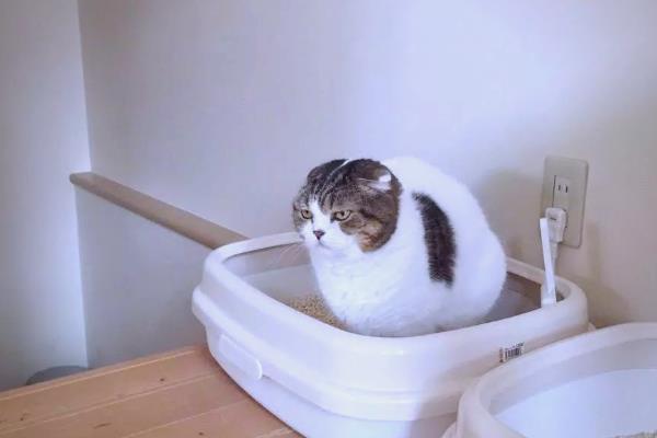 猫咪尿道炎如何治疗，使用头孢羟氨苄片可以消除炎症