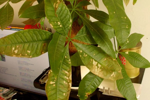 发财树黄叶如何救治,应适当遮蔽强光