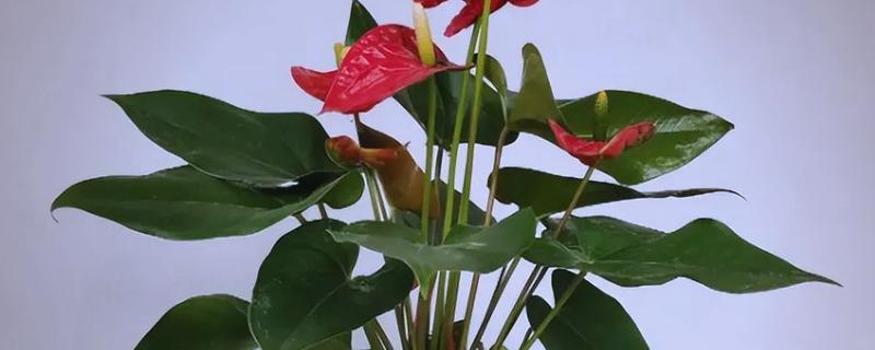 红掌的养殖方法，生长季节定期追施肥液