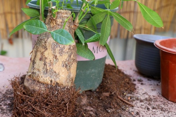 发财树黄叶如何救治,应适当遮蔽强光