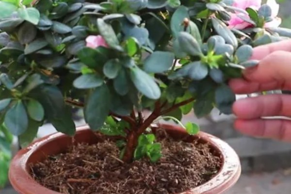 杜鹃花的生长习性，冬季应注意保暖防寒