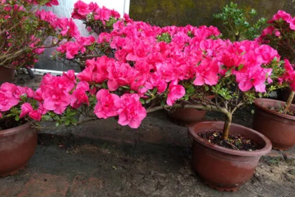 杜鹃花的生长习性，冬季应注意保暖防寒