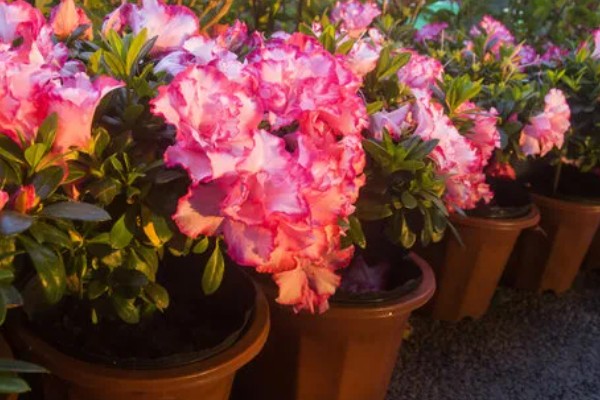 杜鹃花的生长习性，冬季应注意保暖防寒