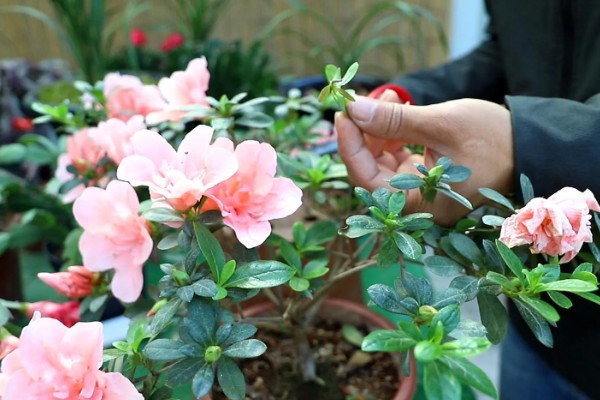 杜鹃花的生长习性，冬季应注意保暖防寒