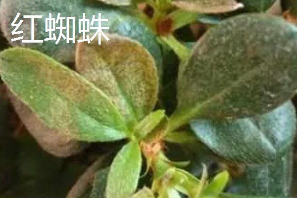 杜鹃花的生长习性，冬季应注意保暖防寒