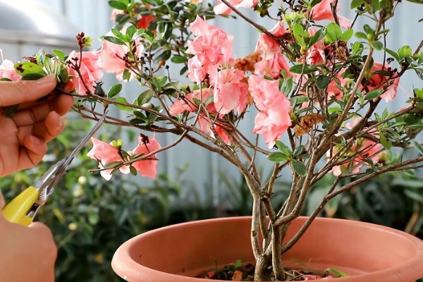 杜鹃花的生长习性，冬季应注意保暖防寒