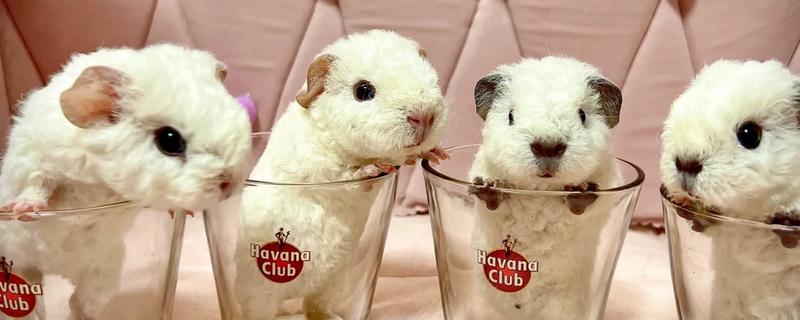 茶杯猪一只卖多少钱，在英国大概是每只1100美元