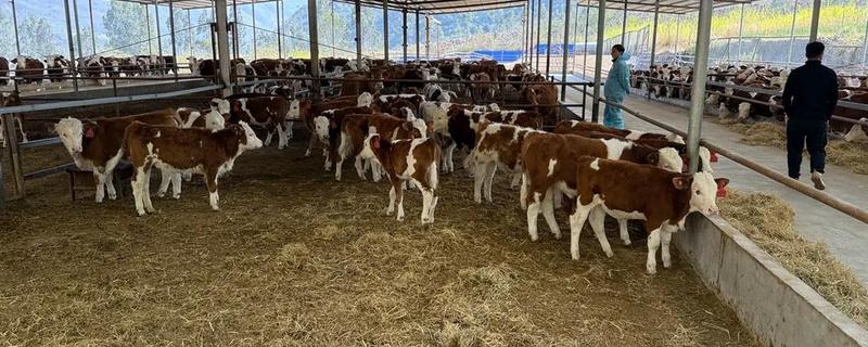 肉牛养牛场的建设方法，每百头牛需1-1.5亩