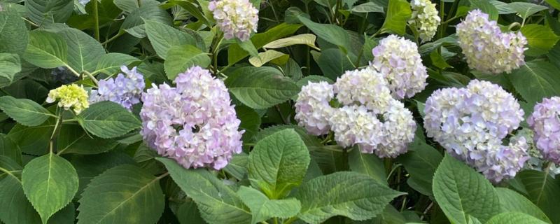 新老枝开花的绣球品种介绍，有佳澄、万华镜等
