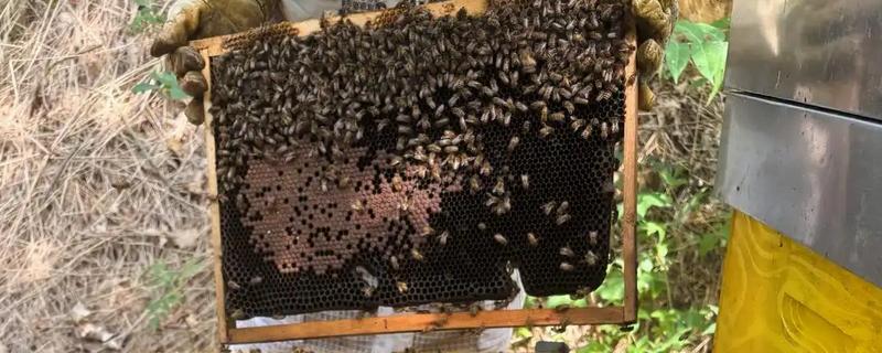 蜜蜂的耐寒温度，温度为4-5℃时意蜂会完全冻僵