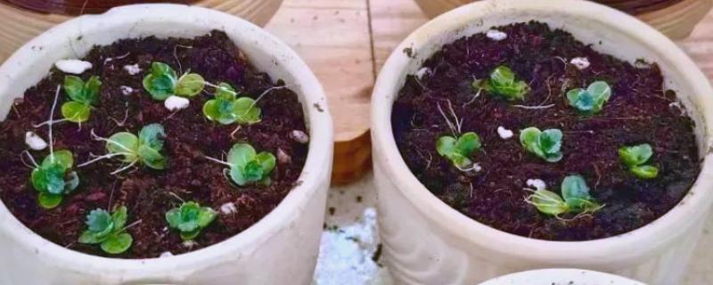 落地生根的寿命，一般的寿命在5-10年