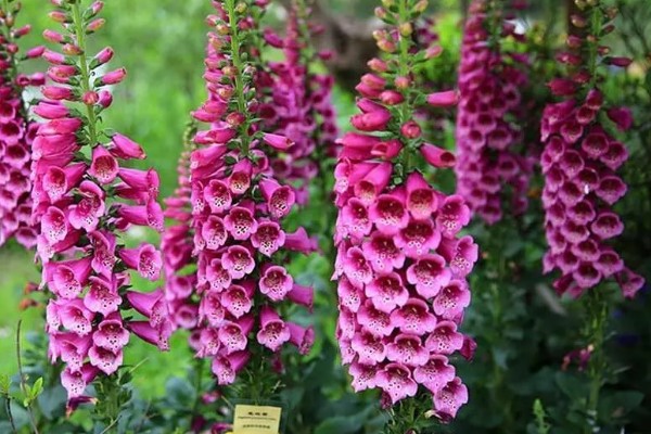 毛地黄的耐寒温度，可以忍耐-15℃的低温