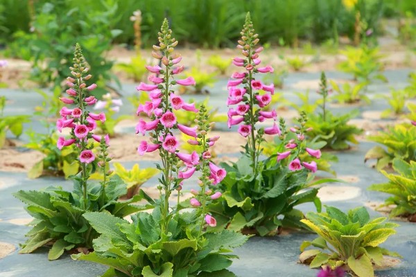 毛地黄的耐寒温度，可以忍耐-15℃的低温