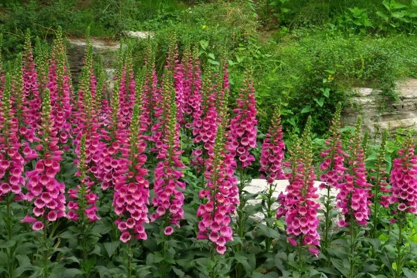 毛地黄的耐寒温度，可以忍耐-15℃的低温